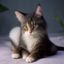 猫奴小白头像，刚养猫三个月的新手铲屎官