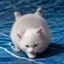 玳瑁控头像，专注玳瑁猫品种研究的资深铲屎官